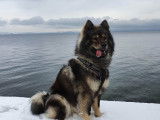 Ryder, mâle Eurasier disponible pour saillie
