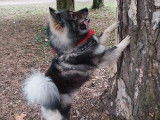 Ryder, mâle Eurasier disponible pour saillie