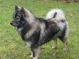 Ryder, mâle Eurasier disponible pour saillie