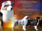 Chiots Berger Australien avec pedigree Saint-Hubert