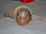 Chiots Berger Australien avec pedigree Saint-Hubert