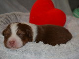 Chiots Berger Australien avec pedigree Saint-Hubert