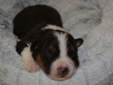Chiots Berger Australien avec pedigree Saint-Hubert