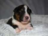 Chiots Berger Australien avec pedigree Saint-Hubert
