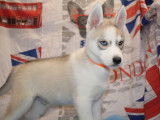 Chiots Huskies Sib&eacute;riens LOF 3 m&acirc;les