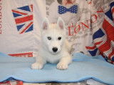 Chiots Huskies Sib&eacute;riens LOF 3 m&acirc;les