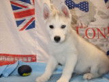 Chiots Huskies Sib&eacute;riens LOF 3 m&acirc;les