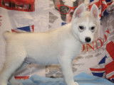 Chiots Huskies Sib&eacute;riens LOF 3 m&acirc;les