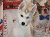Chiots Huskies Sib&eacute;riens LOF 3 m&acirc;les