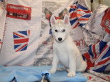 Chiots Huskies Sib&eacute;riens LOF 3 m&acirc;les