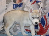 Chiots Huskies Sib&eacute;riens LOF 3 m&acirc;les