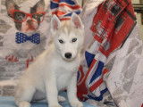 Chiots Huskies Sib&eacute;riens LOF 3 m&acirc;les