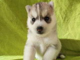 &Agrave; r&eacute;server : chiots Huskies Sib&eacute;riens LOF, 5 femelles et 1 m&acirc;le