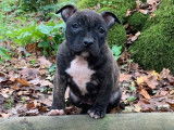À réserver : 6 chiots American Staffordshire Terriers LOF
