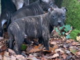 À réserver : 6 chiots American Staffordshire Terriers LOF