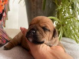12 chiots Bulldogs Continentaux LOF disponible à la réservation