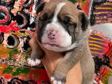 12 chiots Bulldogs Continentaux LOF disponible à la réservation