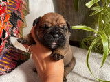 12 chiots Bulldogs Continentaux LOF disponible à la réservation
