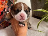 12 chiots Bulldogs Continentaux LOF disponible à la réservation