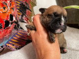 12 chiots Bulldogs Continentaux LOF disponible à la réservation