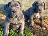 2 chiots Cane Corso LOF à réserver