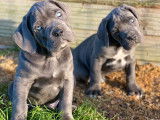 2 chiots Cane Corso LOF à réserver