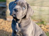 2 chiots Cane Corso LOF à réserver