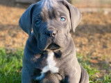 2 chiots Cane Corso LOF à réserver