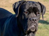 2 chiots Cane Corso LOF à réserver