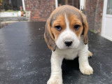 4 chiots Beagles LOF disponibles à la réservation