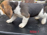 4 chiots Beagles LOF disponibles à la réservation