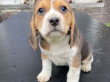 4 chiots Beagles LOF disponibles à la réservation