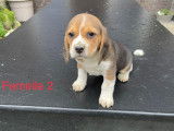 4 chiots Beagles LOF disponibles à la réservation