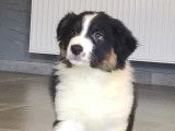 Chiots bergers australiens