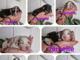 Réservation de chiots Bergers Australiens (LOF)