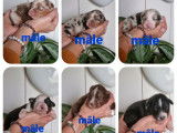 Réservation de chiots Bergers Australiens (LOF)