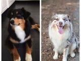 Réservation de chiots Bergers Australiens (LOF)