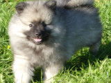 À vendre : 2 chiots Spitz Allemands LOF mâles au pelage blanc bringé
