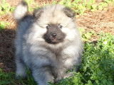 À vendre : 2 chiots Spitz Allemands LOF mâles au pelage blanc bringé