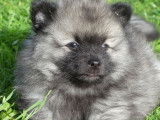 À vendre : 2 chiots Spitz Allemands LOF mâles au pelage blanc bringé