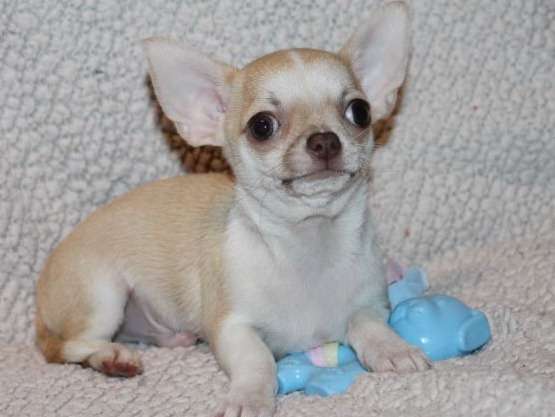 3 chiots Chihuahuas beiges (LOF) à vendre