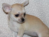 3 chiots Chihuahuas beiges (LOF) à vendre