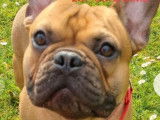Réservation de chiots Bouledogues Français fauves (LOF)