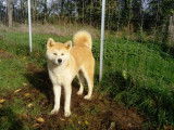3 chiots Akita Inu LOF disponibles à la vente