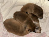 À vendre 3 chiots Shiba Inu LOF