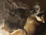 À vendre 3 chiots Shiba Inu LOF