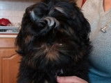 À acheter : un chiot mâle Shih Tzu noir LOF