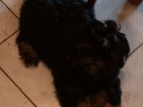 À acheter : un chiot mâle Shih Tzu noir LOF