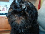 À acheter : un chiot mâle Shih Tzu noir LOF
