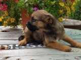3 chiots Border Terriers à vendre (LOF)